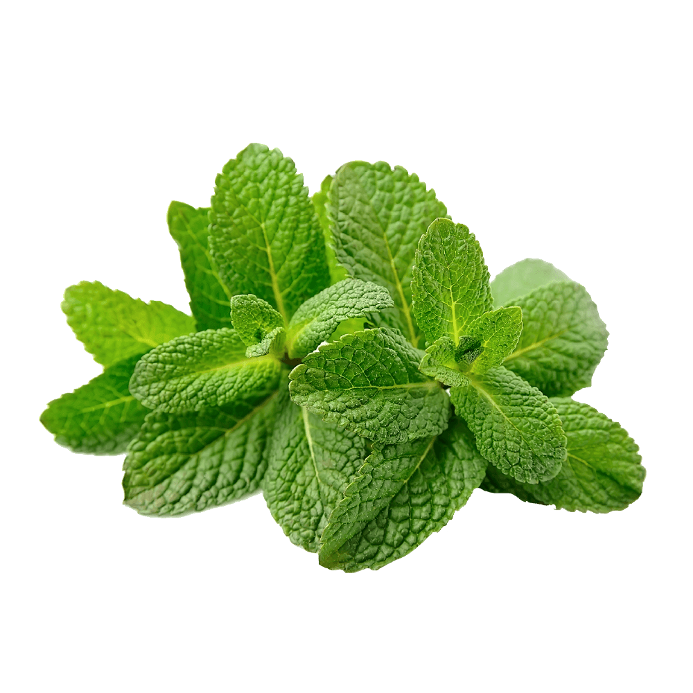 Wild Mint