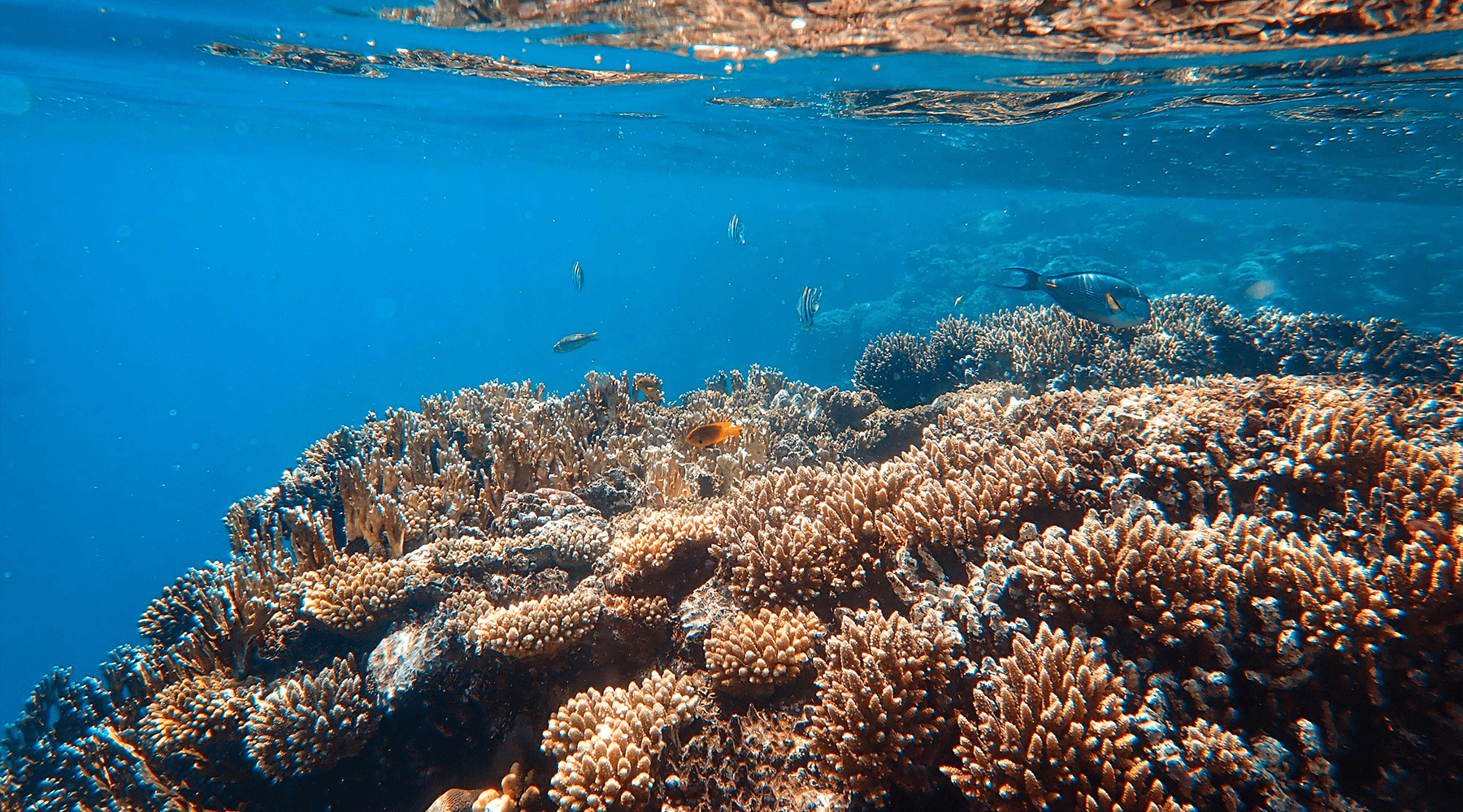 What Does ‘Hawaii Act 104 Reef Compliant’ Mean? A Guide to 'Reef-Safe' Sunscreen